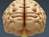 Human Brain - Anatomy 3D Model .max .obj .3ds .fbx .lwo .lw .lws .c4d