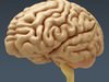 Human Brain - Anatomy 3D Model .max .obj .3ds .fbx .lwo .lw .lws .c4d