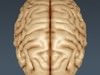 Human Brain - Anatomy 3D Model .max .obj .3ds .fbx .lwo .lw .lws .c4d