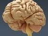 Human Brain - Anatomy 3D Model .max .obj .3ds .fbx .lwo .lw .lws .c4d