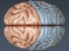Human Brain - Anatomy 3D Model .max .obj .3ds .fbx .lwo .lw .lws .c4d