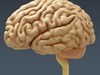 Human Brain - Anatomy 3D Model .max .obj .3ds .fbx .lwo .lw .lws .c4d