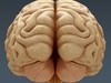 Human Brain - Anatomy 3D Model .max .obj .3ds .fbx .lwo .lw .lws .c4d