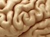 Human Brain - Anatomy 3D Model .max .obj .3ds .fbx .lwo .lw .lws .c4d
