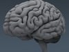 Human Brain - Anatomy 3D Model .max .obj .3ds .fbx .lwo .lw .lws .c4d