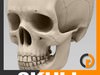 Human Skull - Anatomy 3D Model