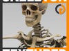 Human Textured Skeleton - Anatomy 3D Model