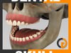 Human Dental Skull - Anatomy 3D Model