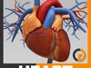 Human Heart - Anatomy 3D Model
