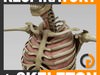 Human Respiratory System and Skeleton - Anatomy 3D Model