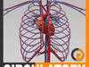 Human Circulatory System - Anatomy 3D Model