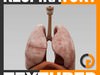 Human Respiratory System and Diaphragm - Anatomy 3D Model