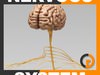 Human Brain and Nervous System - Anatomy 3D Model