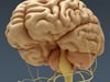 Human Brain and Nervous System - Anatomy 3D Model .max .obj .3ds .fbx .lwo .lw .lws .c4d