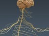 Human Brain and Nervous System - Anatomy 3D Model .max .obj .3ds .fbx .lwo .lw .lws .c4d