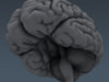 Human Brain and Nervous System - Anatomy 3D Model .max .obj .3ds .fbx .lwo .lw .lws .c4d