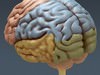 Human Brain and Nervous System - Anatomy 3D Model .max .obj .3ds .fbx .lwo .lw .lws .c4d