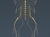 Human Brain and Nervous System - Anatomy 3D Model .max .obj .3ds .fbx .lwo .lw .lws .c4d