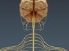 Human Brain and Nervous System - Anatomy 3D Model .max .obj .3ds .fbx .lwo .lw .lws .c4d