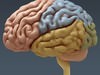 Human Brain and Nervous System - Anatomy 3D Model .max .obj .3ds .fbx .lwo .lw .lws .c4d