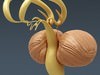 Human Brain and Nervous System - Anatomy 3D Model .max .obj .3ds .fbx .lwo .lw .lws .c4d