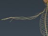 Human Brain and Nervous System - Anatomy 3D Model .max .obj .3ds .fbx .lwo .lw .lws .c4d