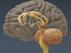 Human Brain and Nervous System - Anatomy 3D Model .max .obj .3ds .fbx .lwo .lw .lws .c4d