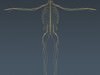 Human Brain and Nervous System - Anatomy 3D Model .max .obj .3ds .fbx .lwo .lw .lws .c4d
