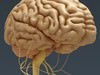 Human Brain and Nervous System - Anatomy 3D Model .max .obj .3ds .fbx .lwo .lw .lws .c4d
