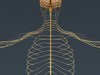 Human Brain and Nervous System - Anatomy 3D Model .max .obj .3ds .fbx .lwo .lw .lws .c4d