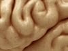 Human Brain and Nervous System - Anatomy 3D Model .max .obj .3ds .fbx .lwo .lw .lws .c4d