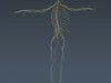 Human Brain and Nervous System - Anatomy 3D Model .max .obj .3ds .fbx .lwo .lw .lws .c4d