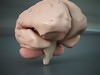 Human Brain 3D Model