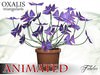 Oxalis triangularis 3D Model