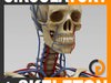 Human Circulatory System and Skeleton - Anatomy 3D Model