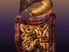 Digestive System of a Human 3D Model
