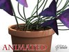 Oxalis triangularis STD MAT 3D Model