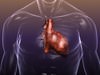 Heart in a Human Body 3D Model