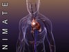 Human Body: Circulatory System Anatomy