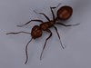 Ant 3D Model