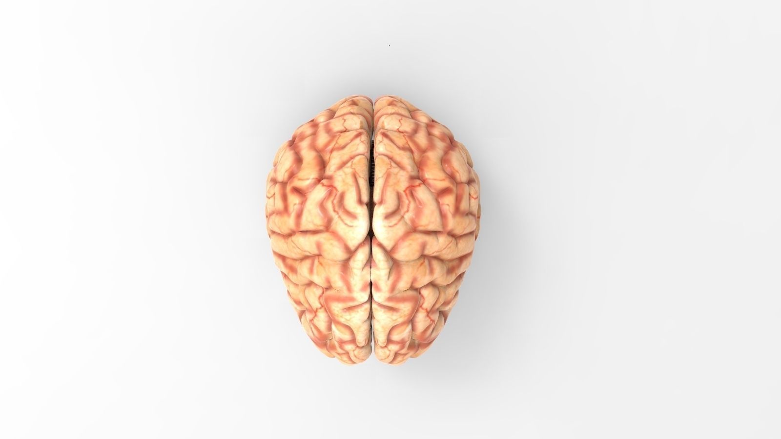BRAIN TEXTURE FREE free 3D Model .max .obj .fbx .ma .mb