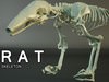 Rat skeleton HD quality