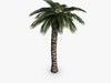 Palm tree 3D Model