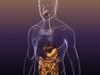 Digestive System in a Human Body 3D Model