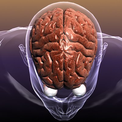 Brain with Eyes in a Human Head 3D Model .max .obj .3ds .fbx .lwo .lw .lws .c4d