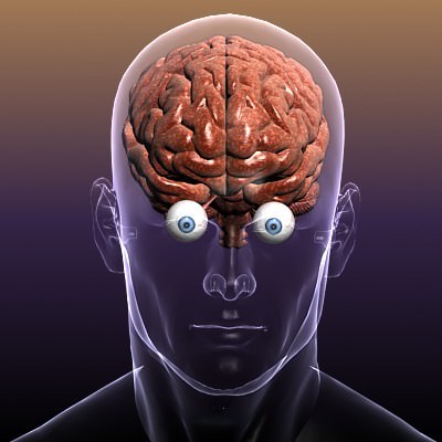 Brain with Eyes in a Human Head 3D Model .max .obj .3ds .fbx .lwo .lw .lws .c4d