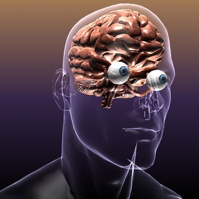 Brain with Eyes in a Human Head 3D Model .max .obj .3ds .fbx .lwo .lw .lws .c4d
