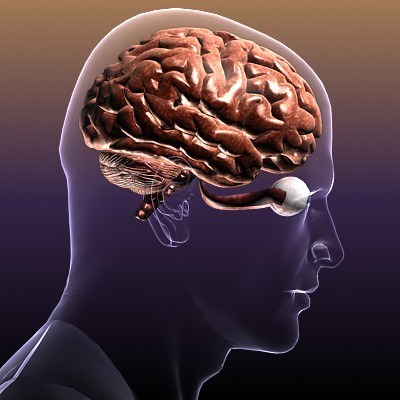 Brain with Eyes in a Human Head 3D Model .max .obj .3ds .fbx .lwo .lw .lws .c4d