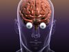Brain with Eyes in a Human Head 3D Model