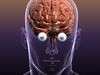 Brain with Eyes in a Human Head 3D Model .max .obj .3ds .fbx .lwo .lw .lws .c4d